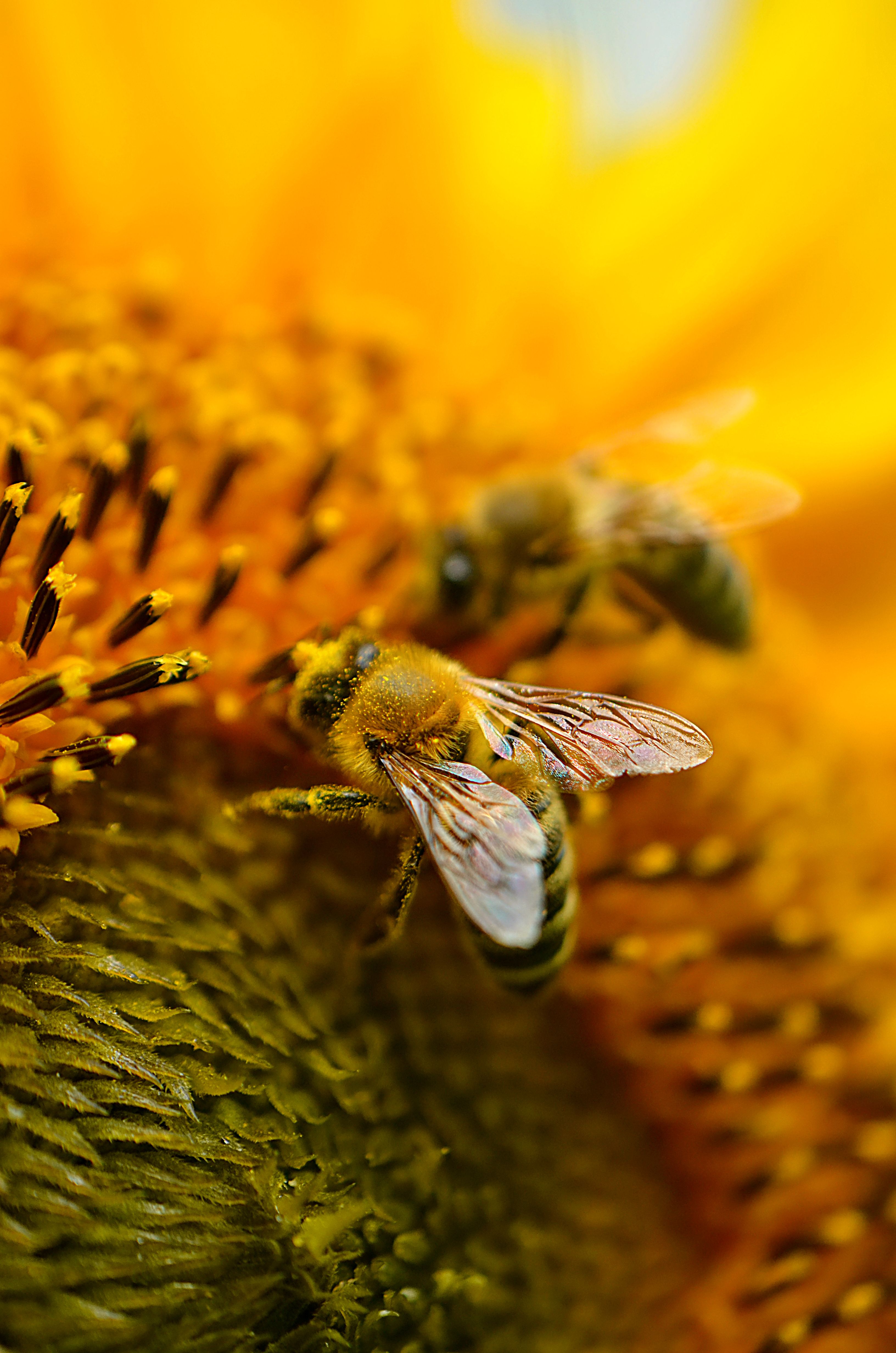 Wildflower honey in the field