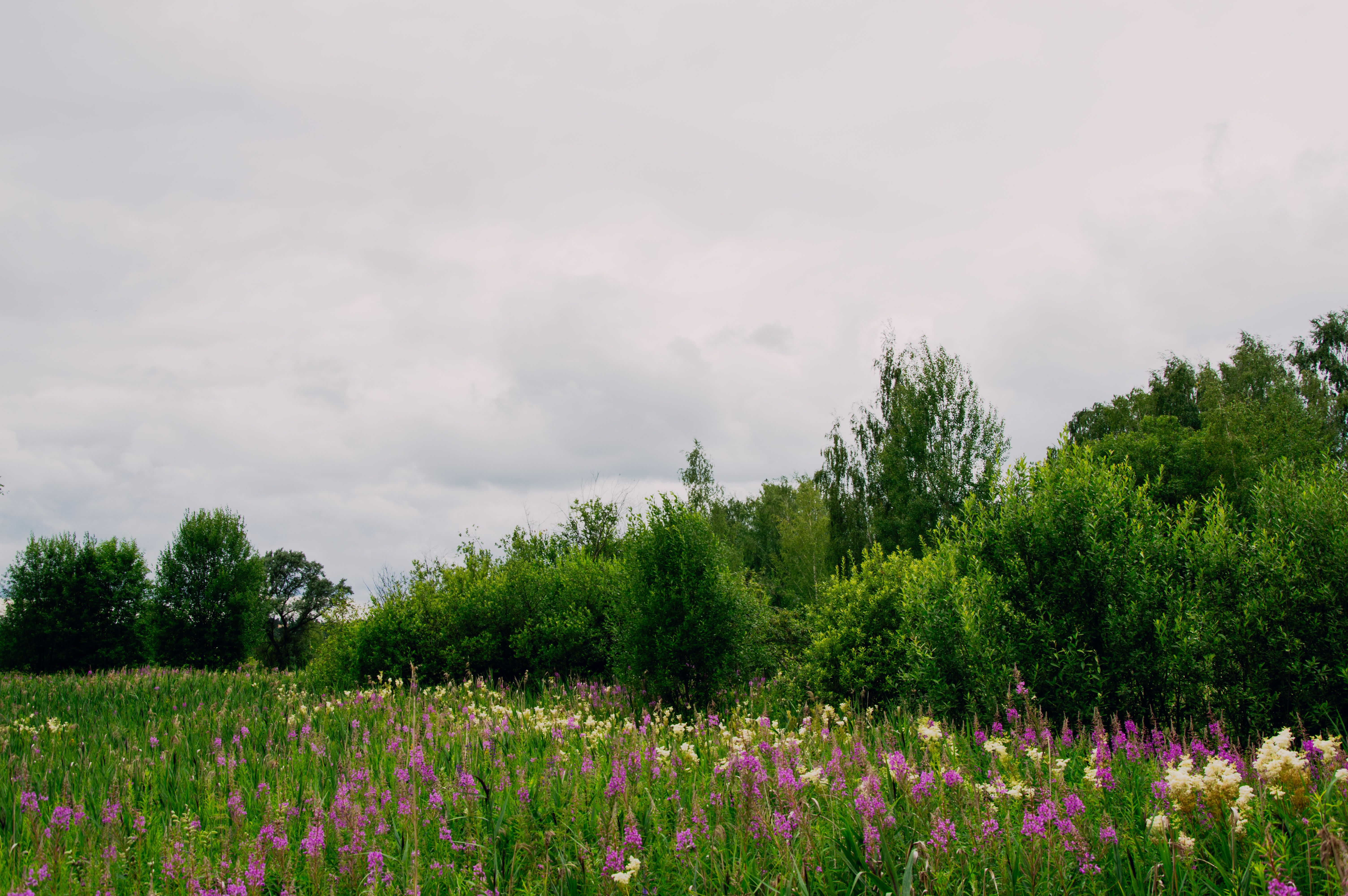 Wildflower meadow at West City Farm