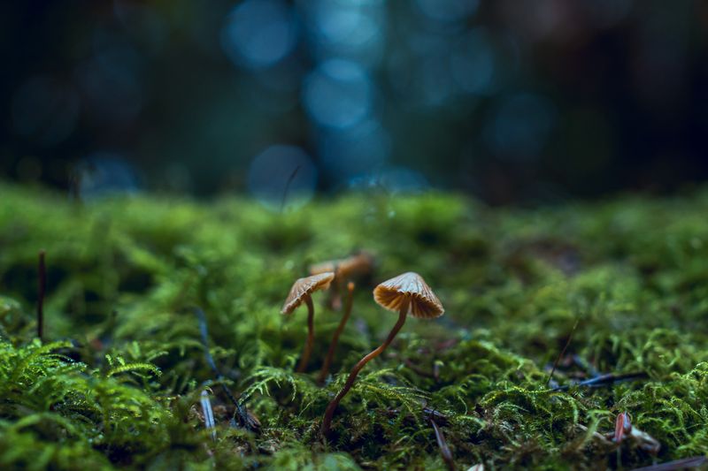 Specialty Mushroom Pack